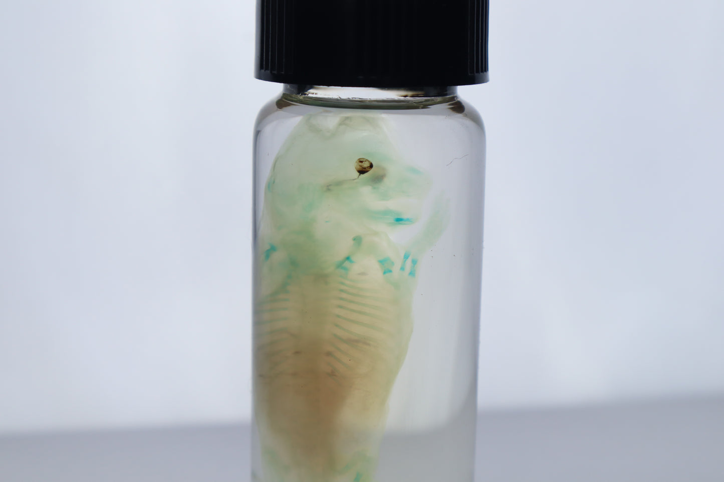 Diaphonized Fetal Beaver