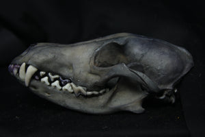Harmony Stained Coyote Skull