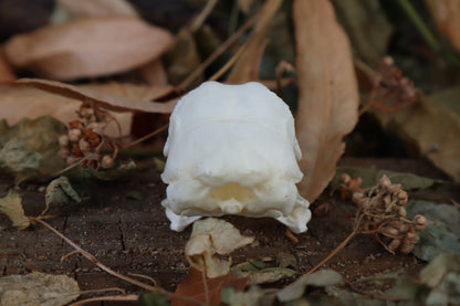 Chicken Skull with Sclerotic Rings