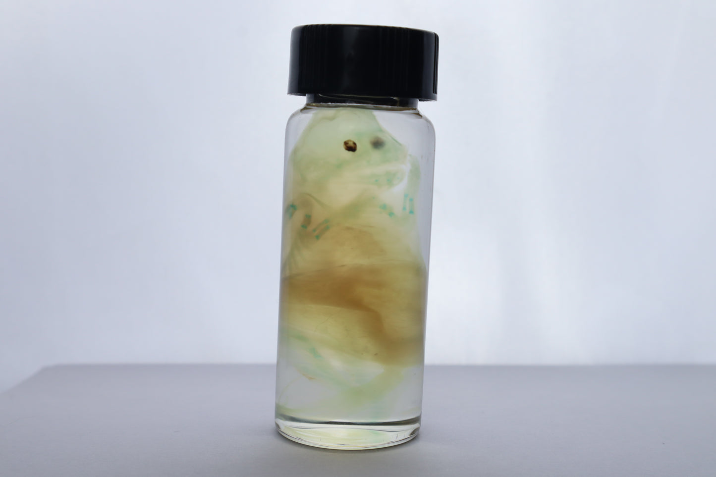Diaphonized Fetal Beaver