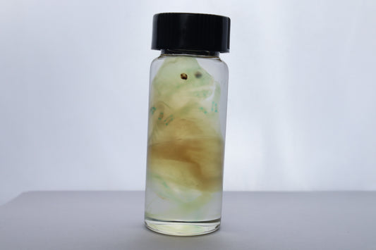 Diaphonized Fetal Beaver