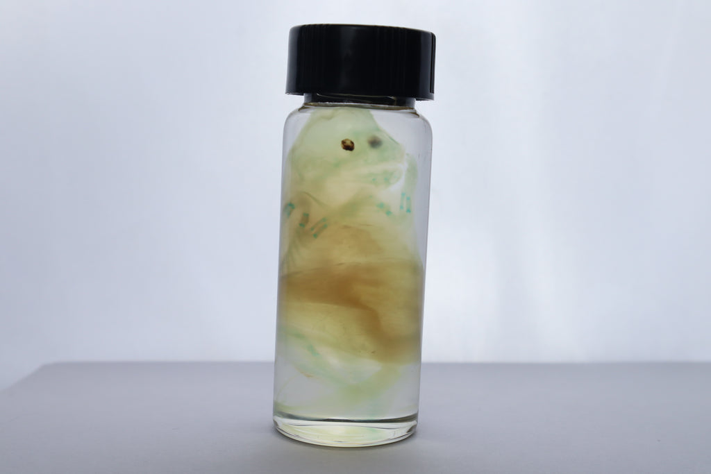 Diaphonized Fetal Beaver