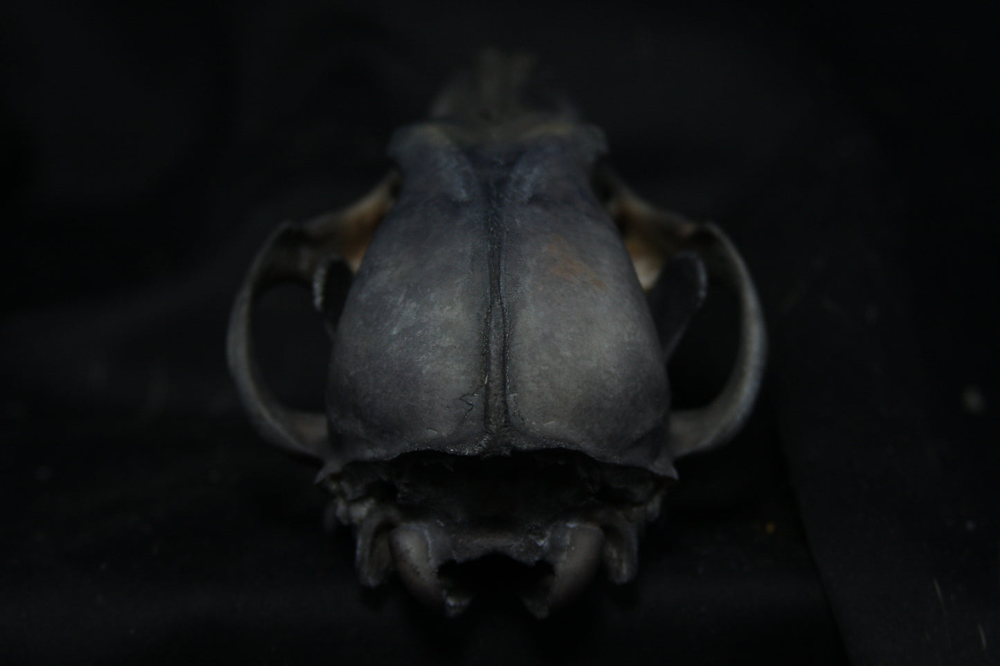 Harmony Stained Coyote Skull