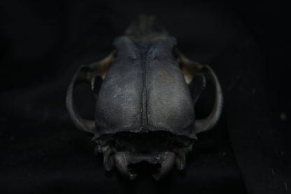 Harmony Stained Coyote Skull