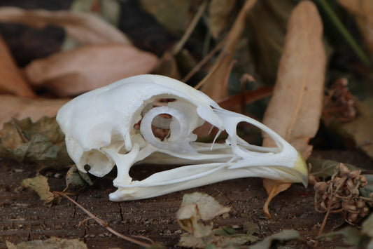 Chicken Skull with Sclerotic Rings
