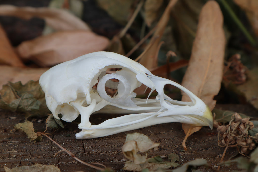 Chicken Skull with Sclerotic Rings