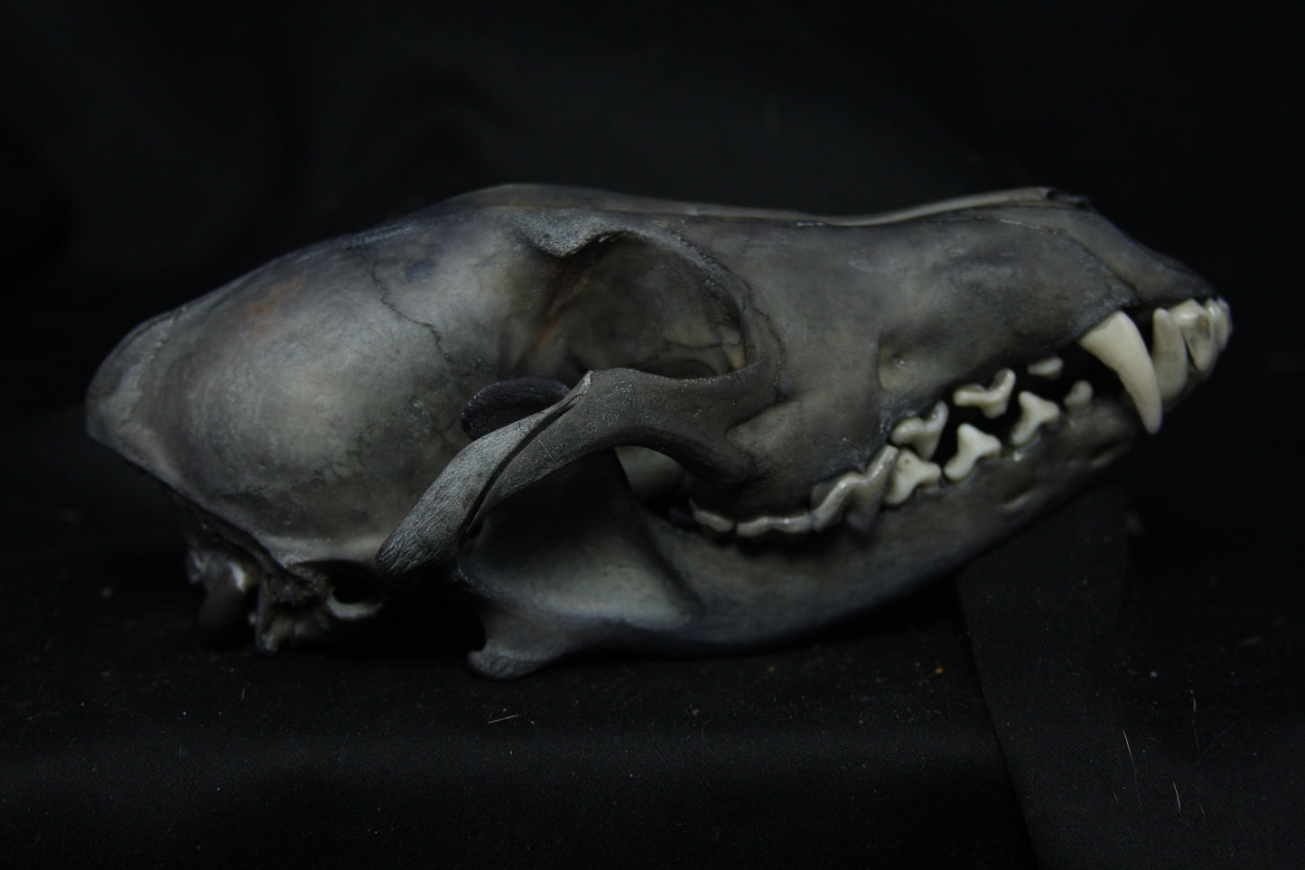Harmony Stained Coyote Skull