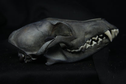 Harmony Stained Coyote Skull
