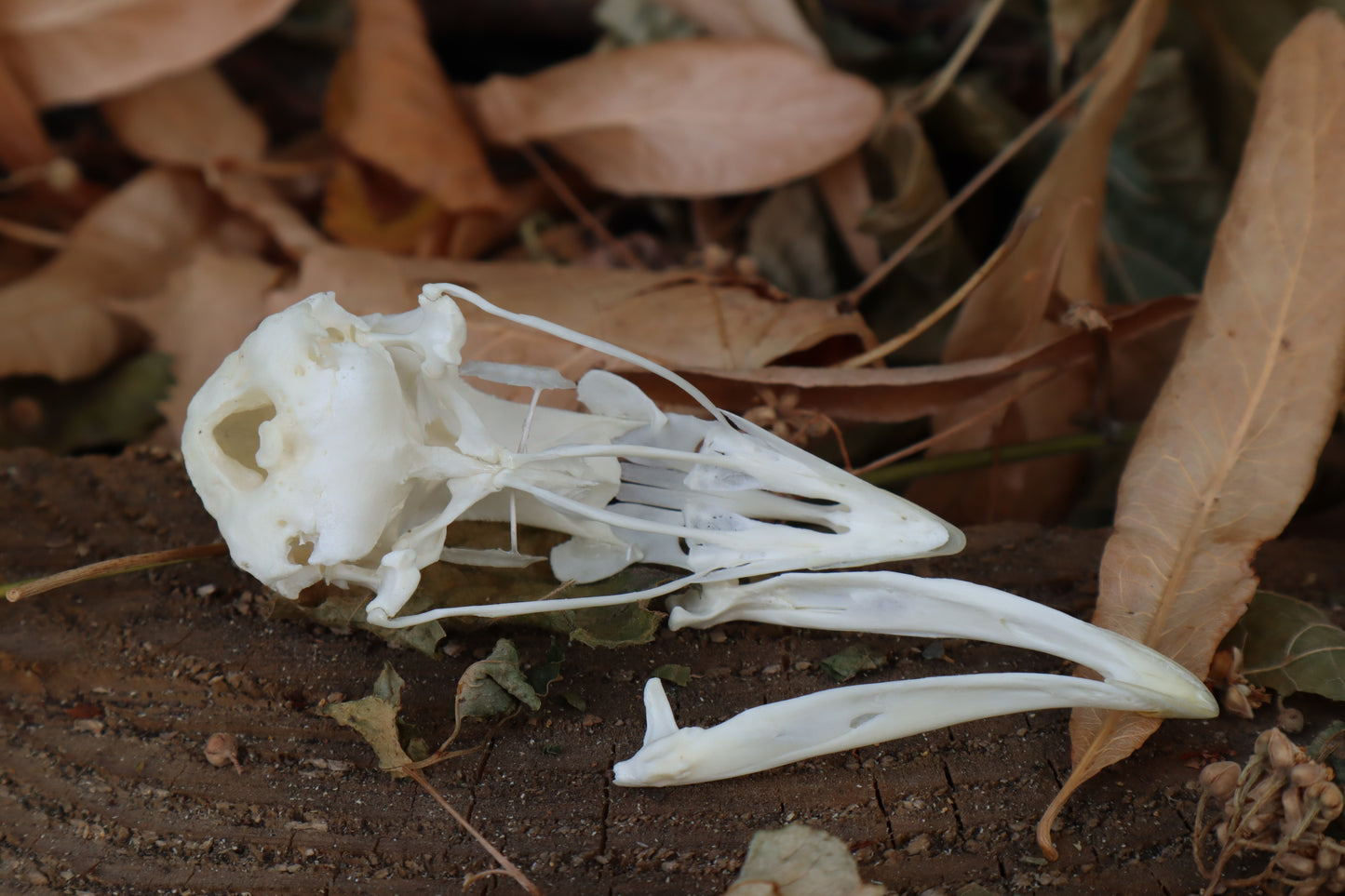 Chicken Skull with Sclerotic Rings