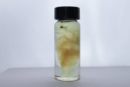 Diaphonized Fetal Beaver