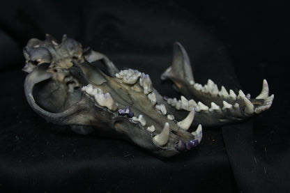 Harmony Stained Coyote Skull