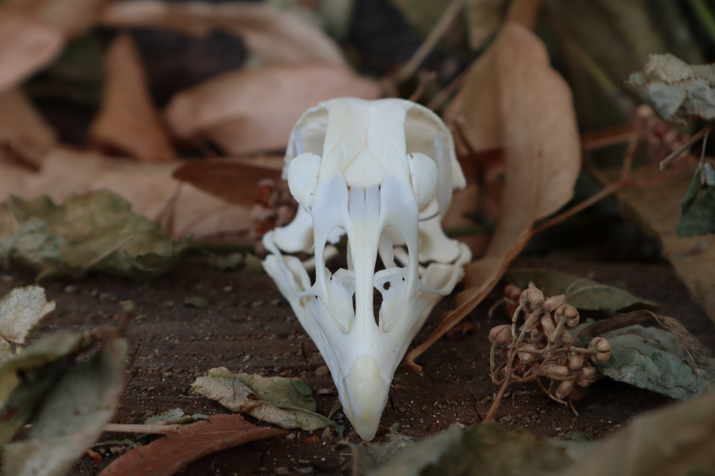 Chicken Skull with Sclerotic Rings