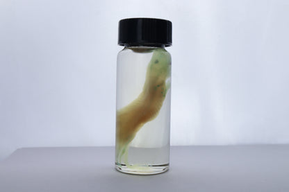 Diaphonized Fetal Beaver