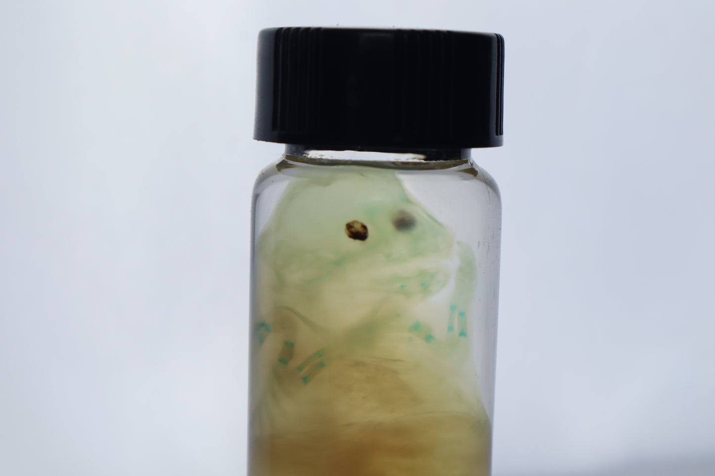 Diaphonized Fetal Beaver