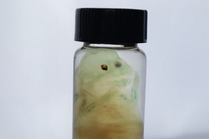 Diaphonized Fetal Beaver