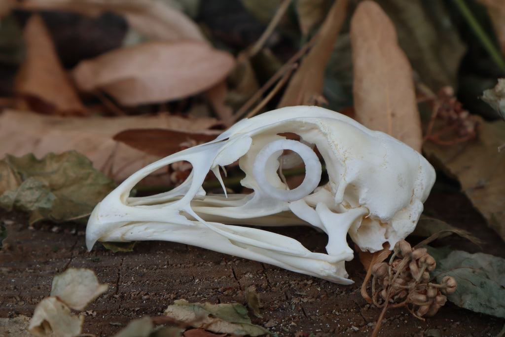 Chicken Skull with Sclerotic Rings