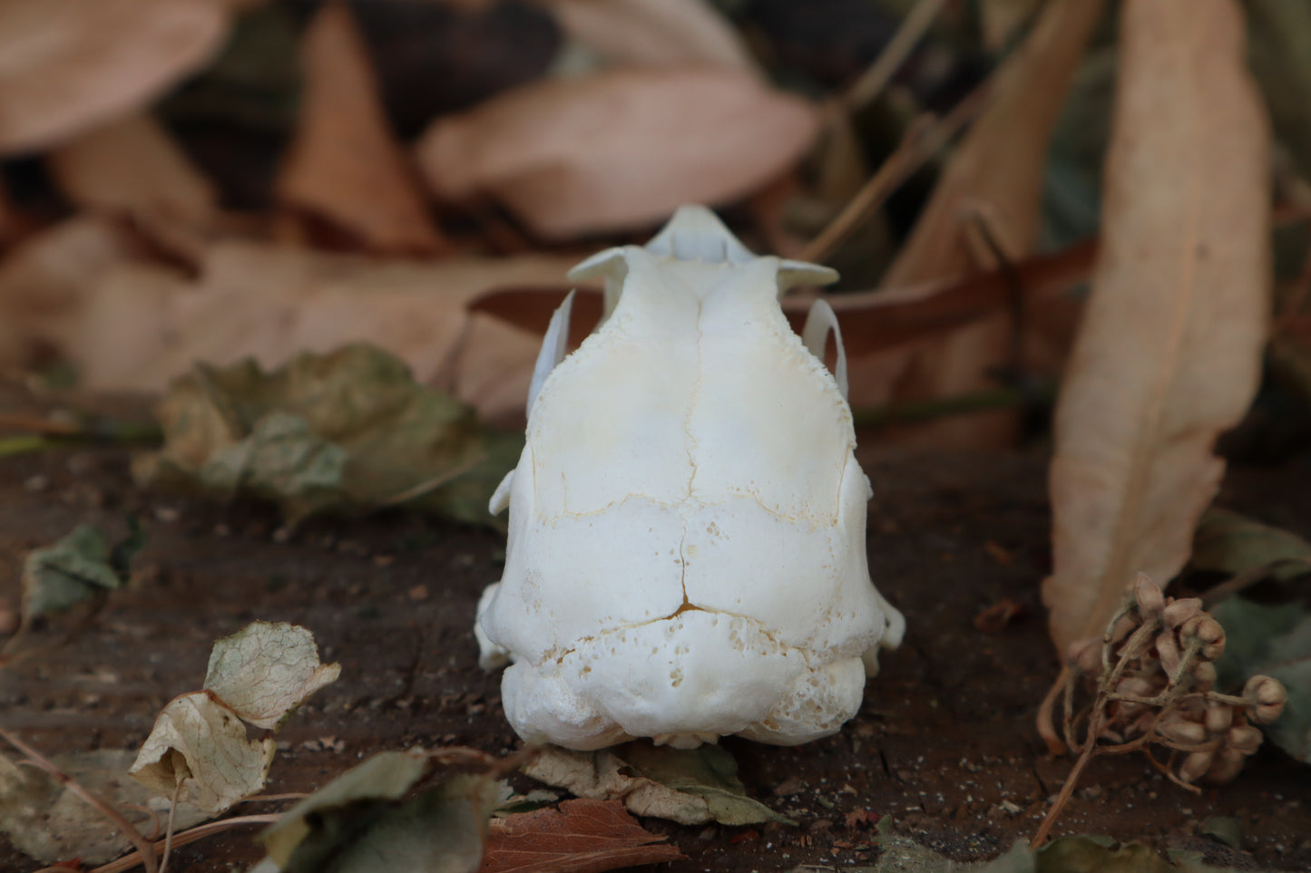 Chicken Skull with Sclerotic Rings