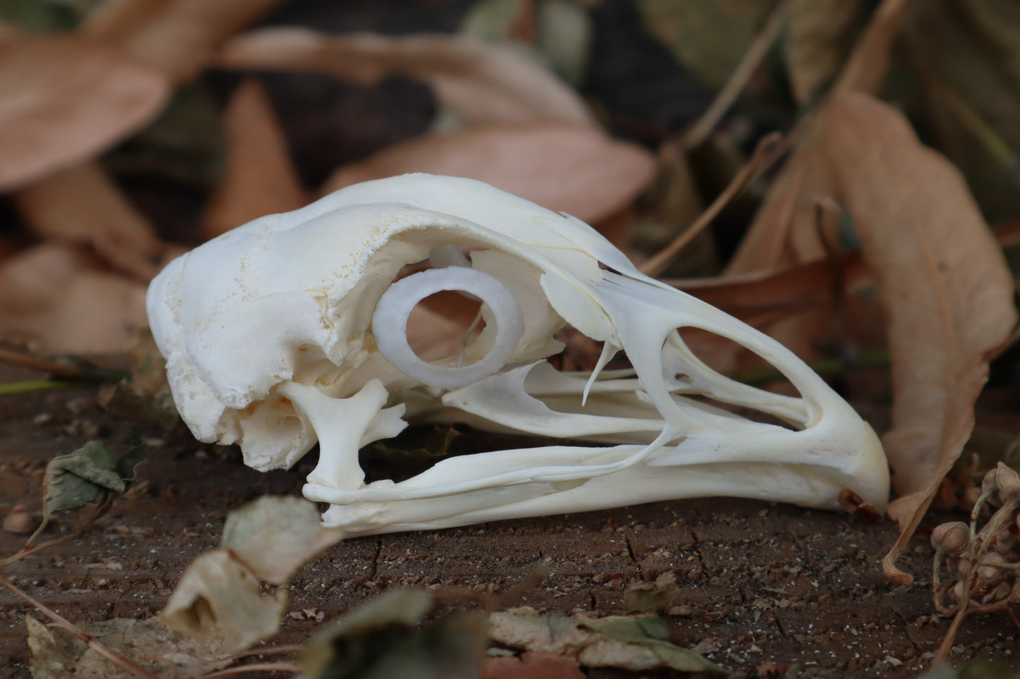 Chicken Skull with Sclerotic Rings