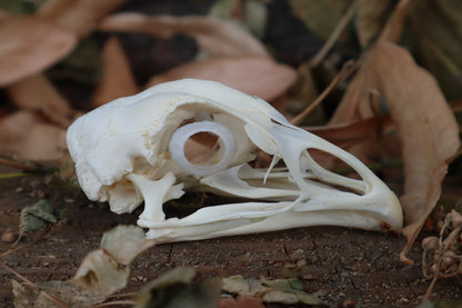 Chicken Skull with Sclerotic Rings