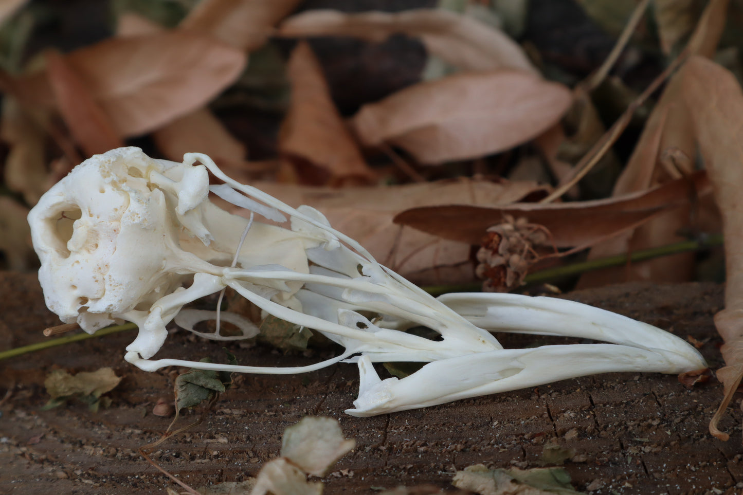 Chicken Skull with Sclerotic Rings