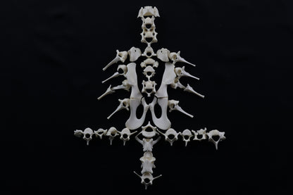Whitetail Fawn Bone Lot