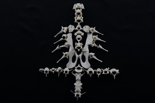 Whitetail Fawn Bone Lot