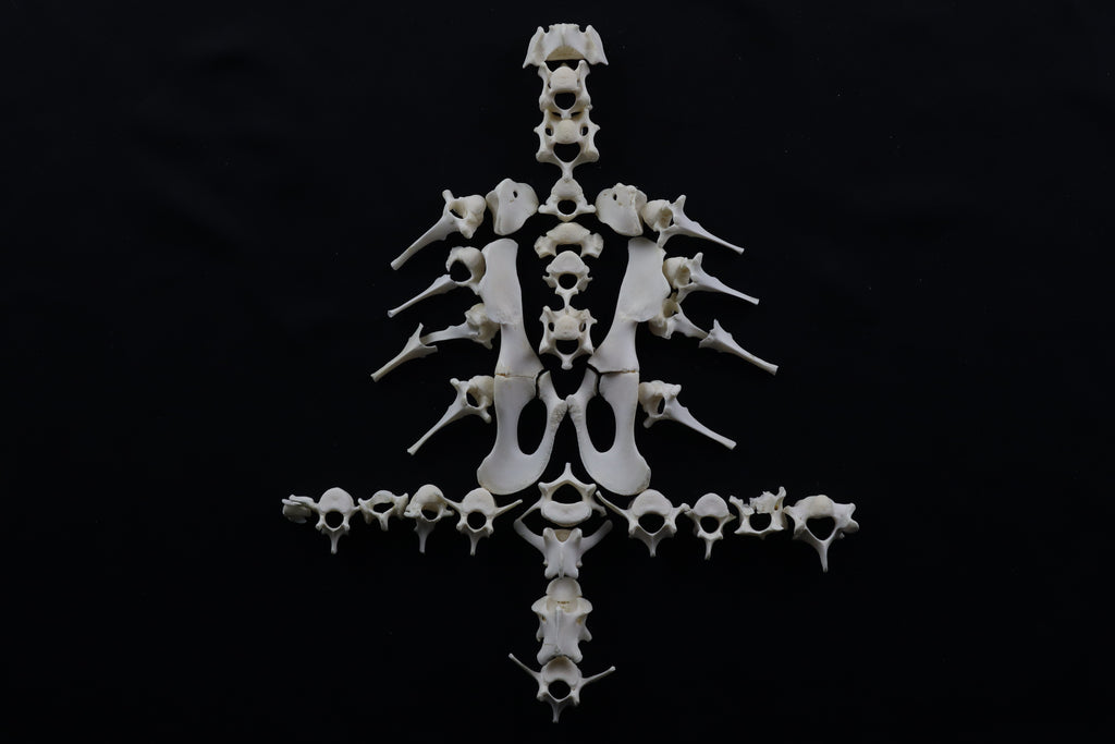 Whitetail Fawn Bone Lot
