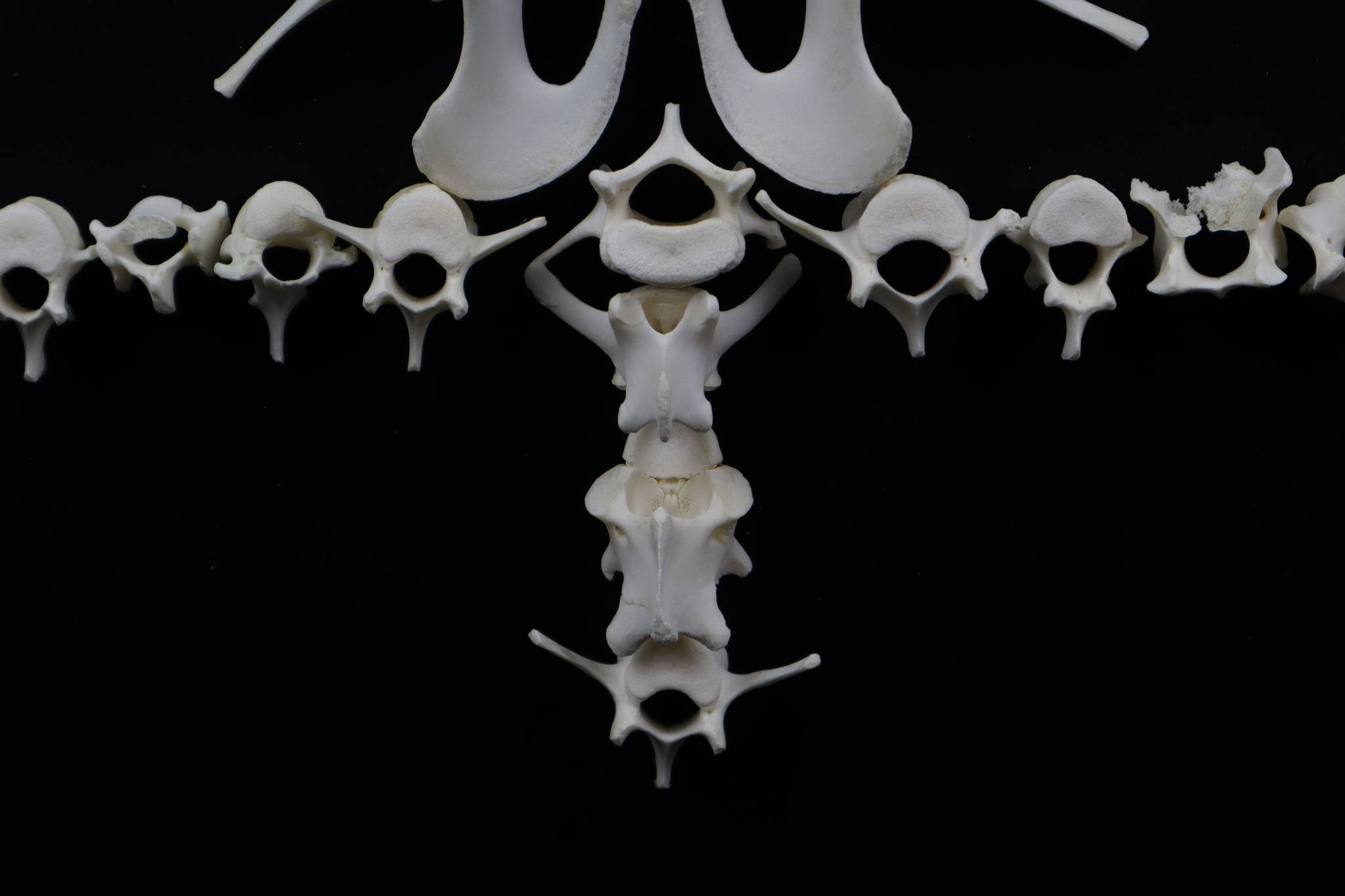 Whitetail Fawn Bone Lot