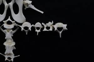 Whitetail Fawn Bone Lot
