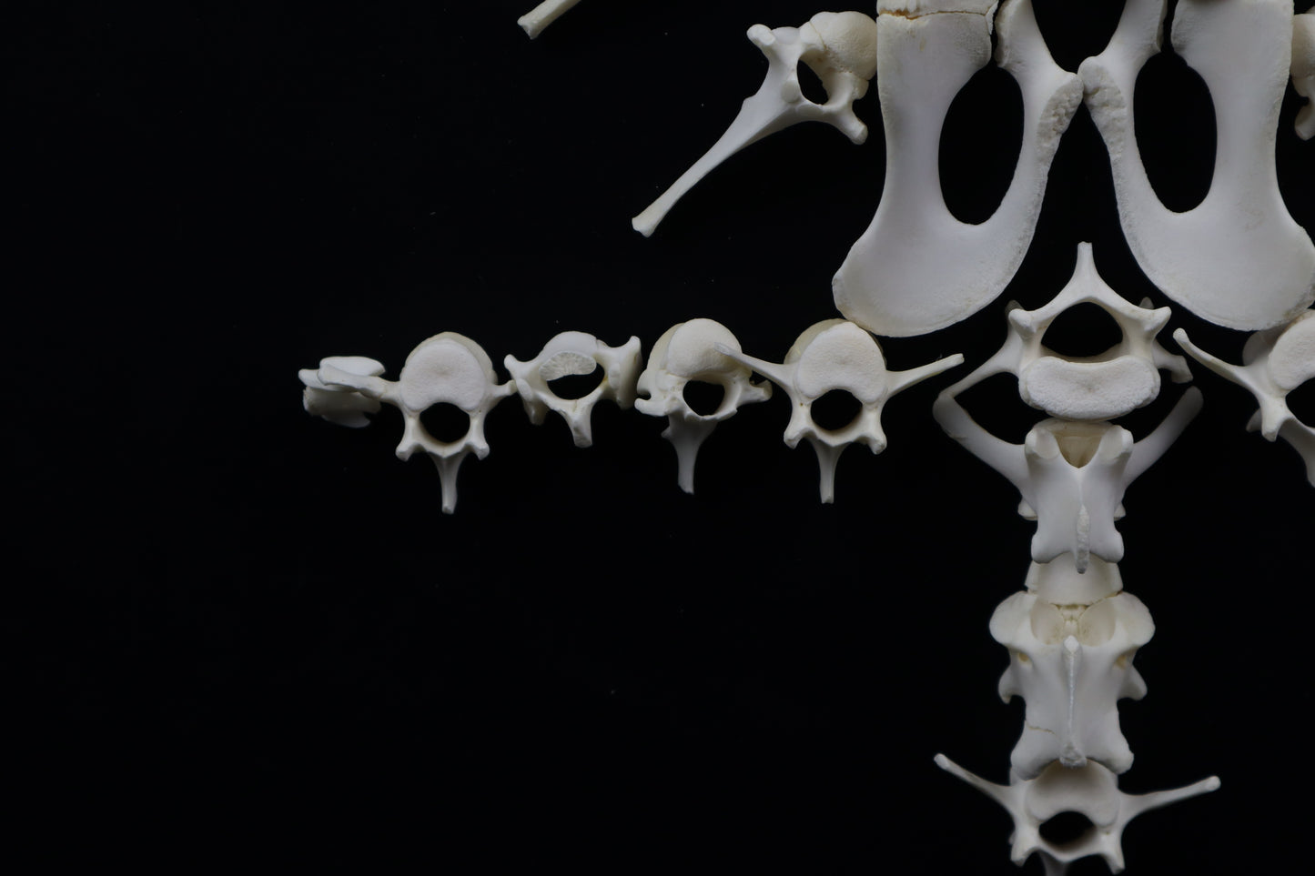 Whitetail Fawn Bone Lot