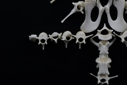 Whitetail Fawn Bone Lot