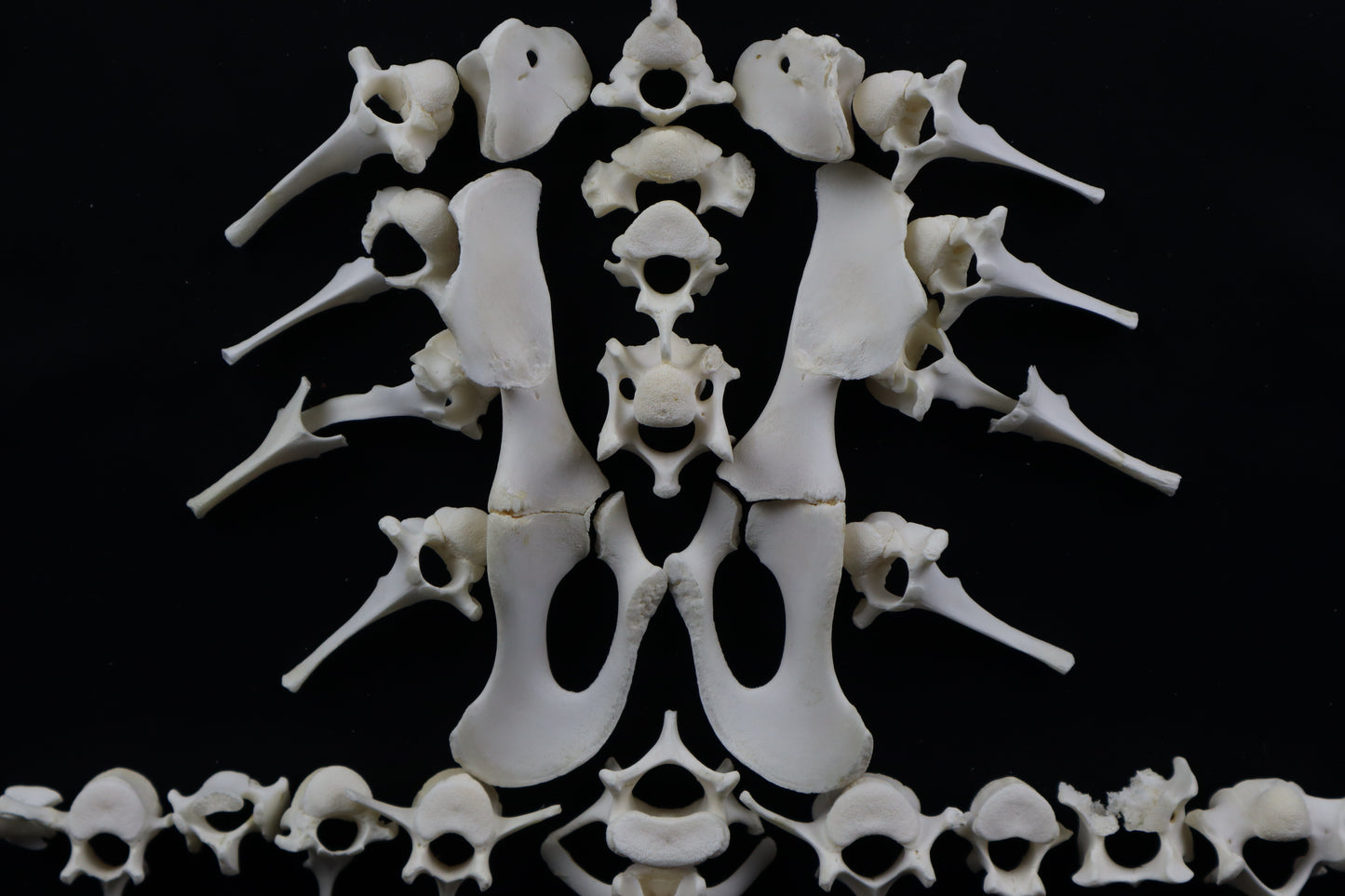 Whitetail Fawn Bone Lot