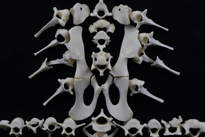 Whitetail Fawn Bone Lot