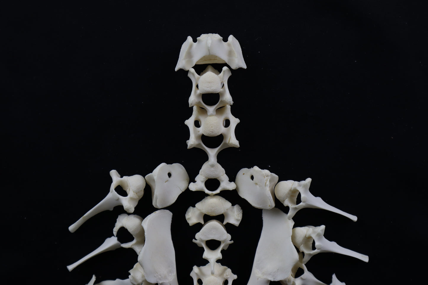 Whitetail Fawn Bone Lot