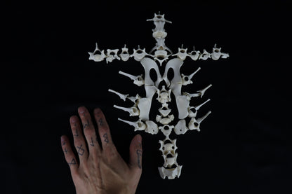 Whitetail Fawn Bone Lot