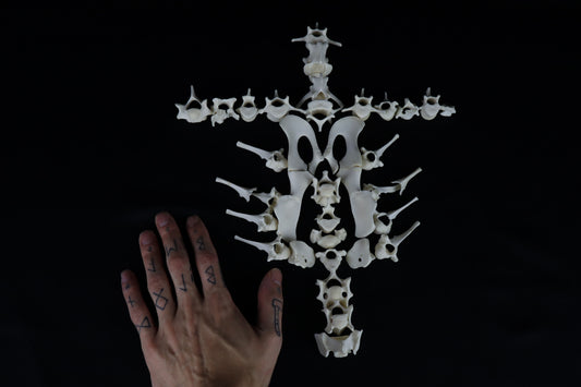 Whitetail Fawn Bone Lot