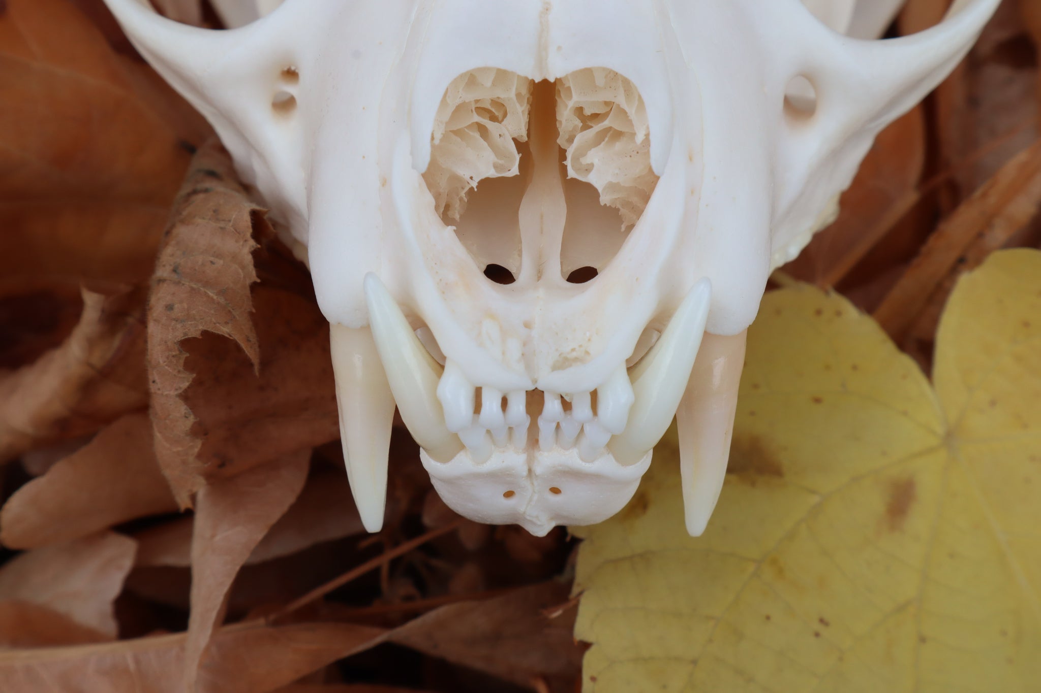 Pathological Alaskan Lynx Skull