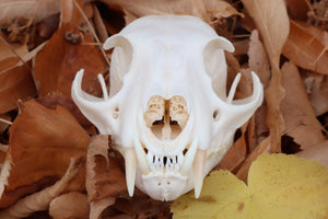 Pathological Alaskan Lynx Skull