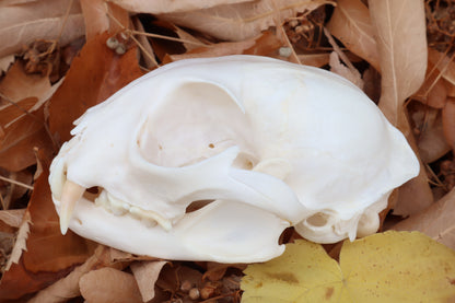 Pathological Alaskan Lynx Skull