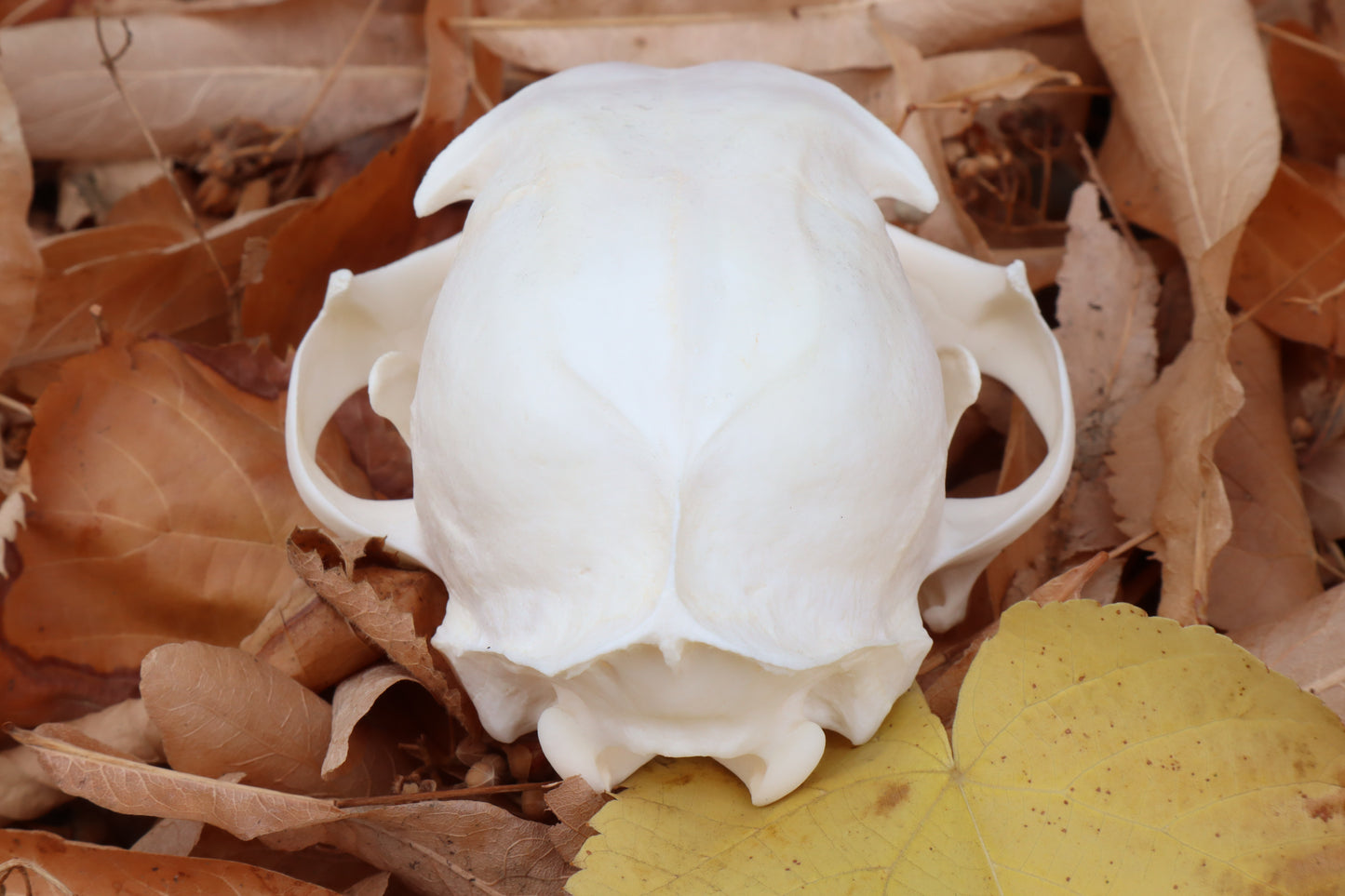 Pathological Alaskan Lynx Skull