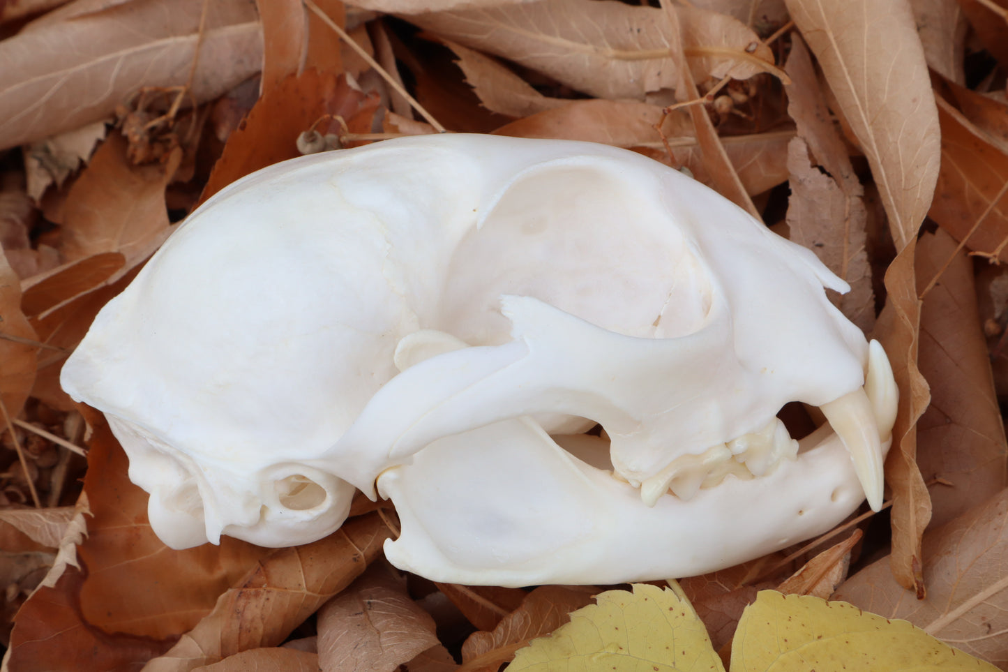 Pathological Alaskan Lynx Skull