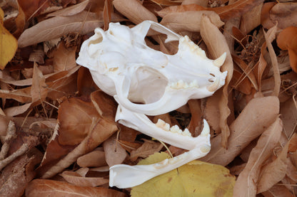 Pathological Alaskan Lynx Skull
