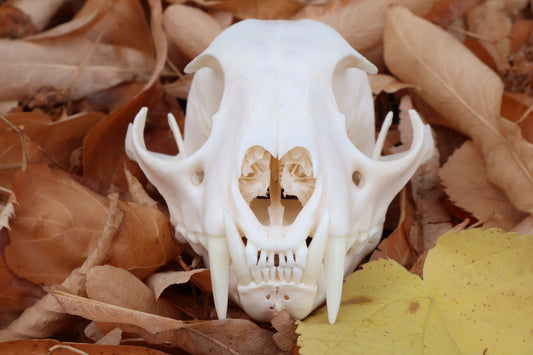 Alaskan Lynx Skull