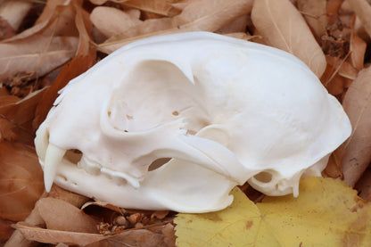 Alaskan Lynx Skull