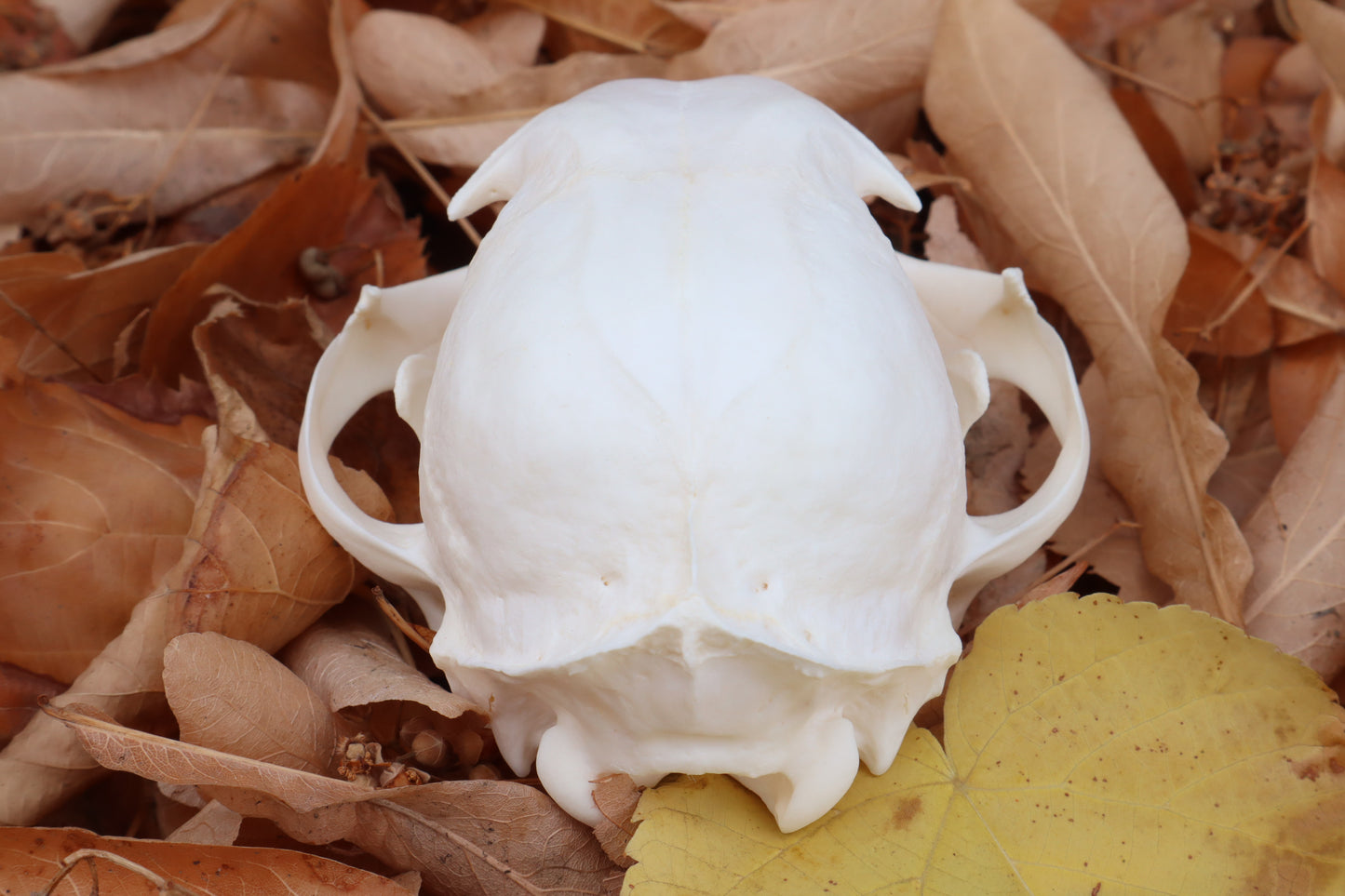 Alaskan Lynx Skull
