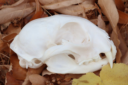 Alaskan Lynx Skull