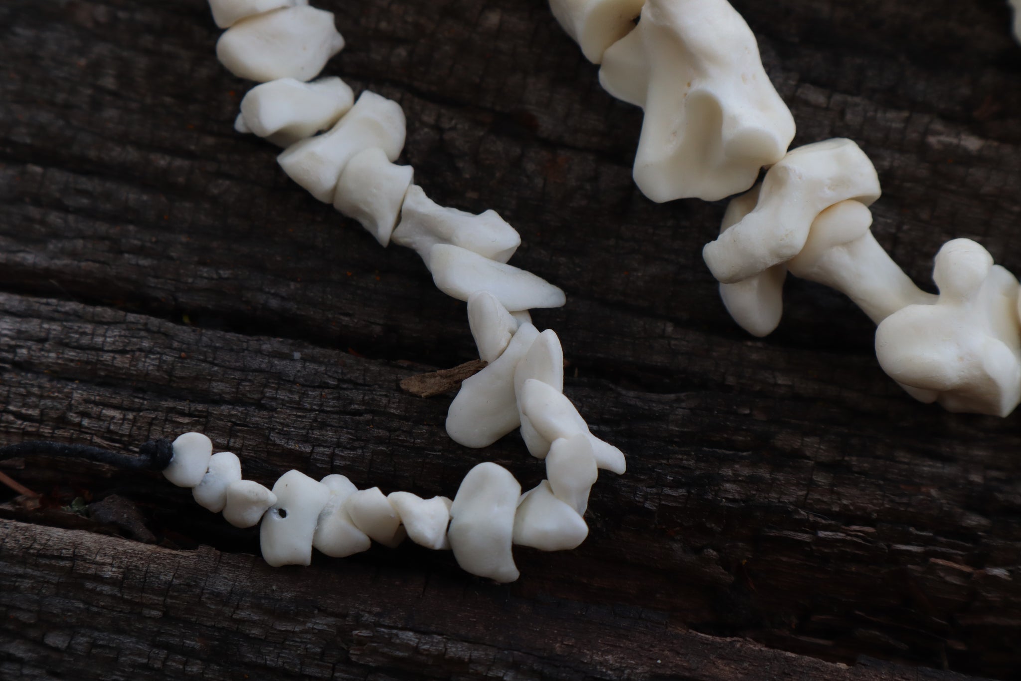 Mountain Lion Bone Beads