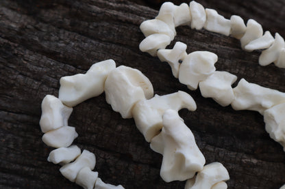 Mountain Lion Bone Beads