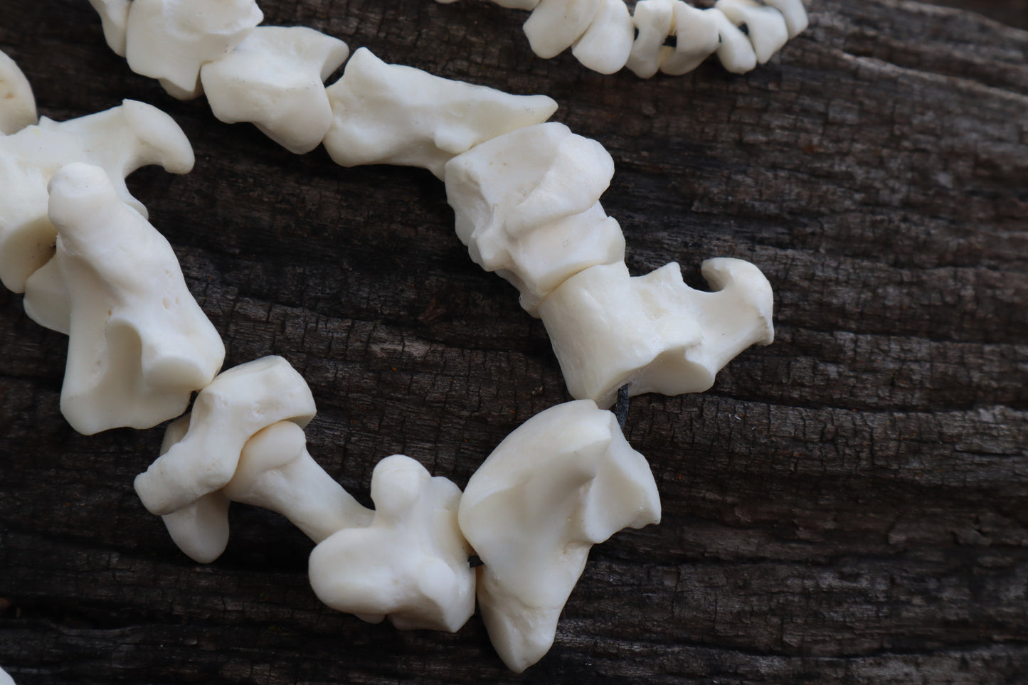 Mountain Lion Bone Beads
