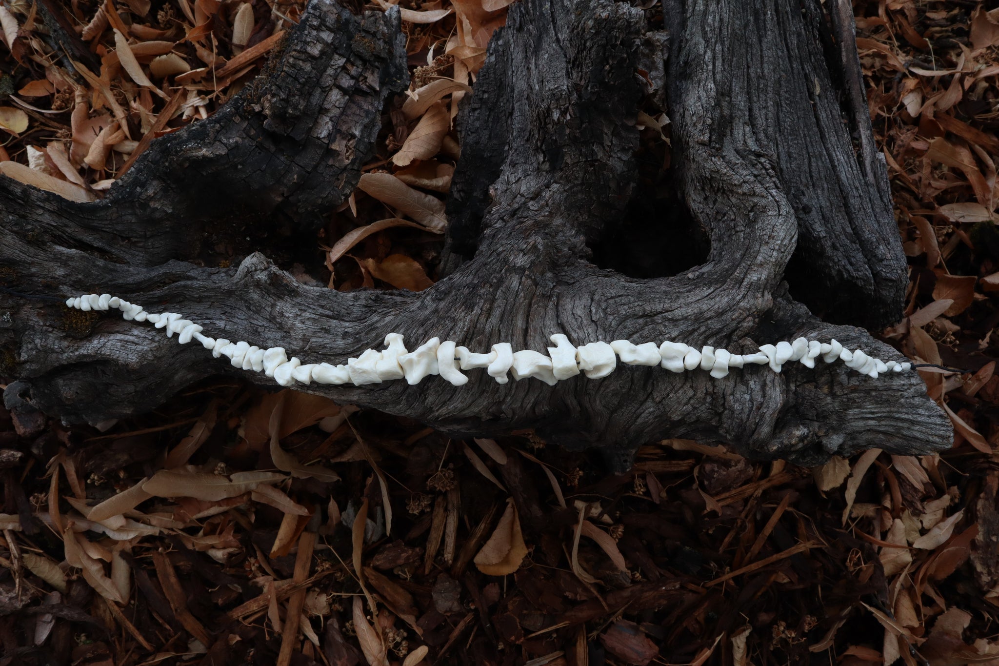 Mountain Lion Bone Beads